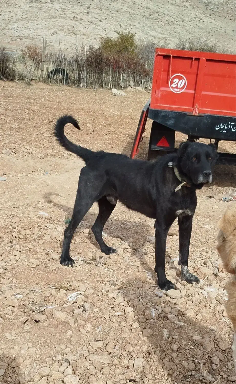 سگ سرابی|سگ|کامیاران, |دیوار