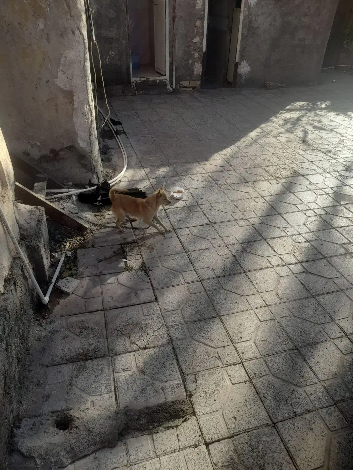 سگ پاه کوتاه جیبی|سگ|بم, |دیوار