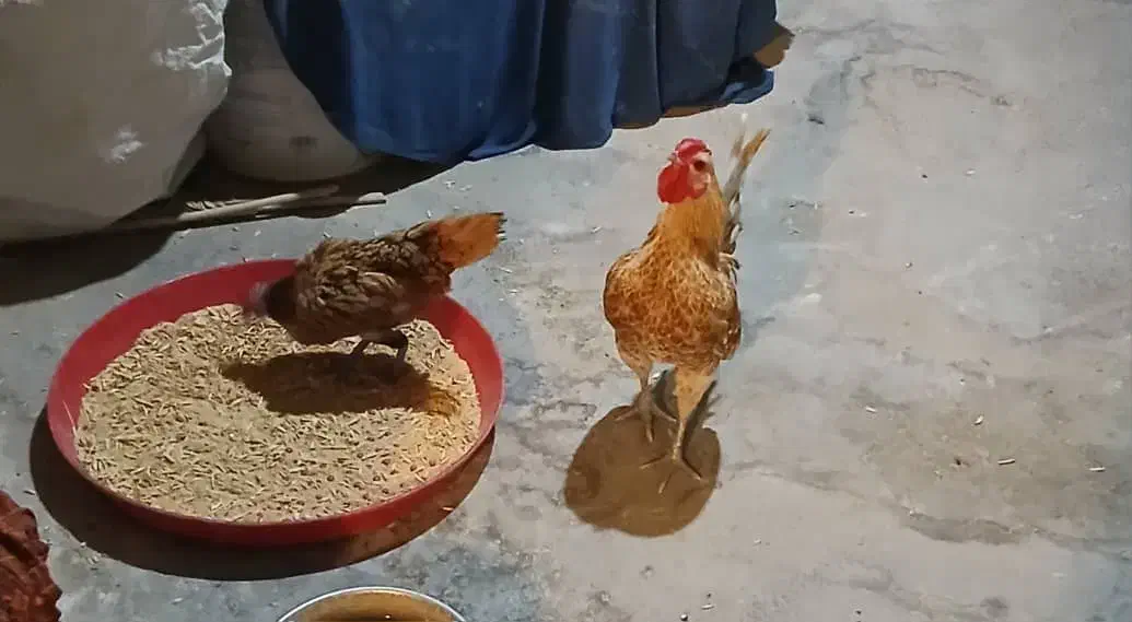 فروش خروس و مرغ|حیوانات مزرعه|رامشیر, |دیوار