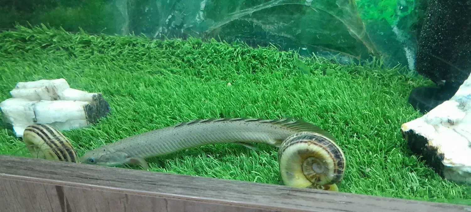 ماهی اسکار|ماهی|الیگودرز, |دیوار