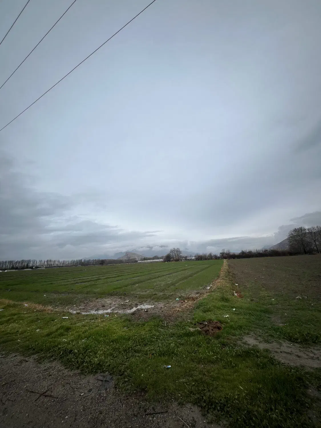 ۵هکتارزمین کشاورزی|فروش دفتر صنعتی، کشاورزی، تجاری|مرودشت, رامجرد یک|دیوار