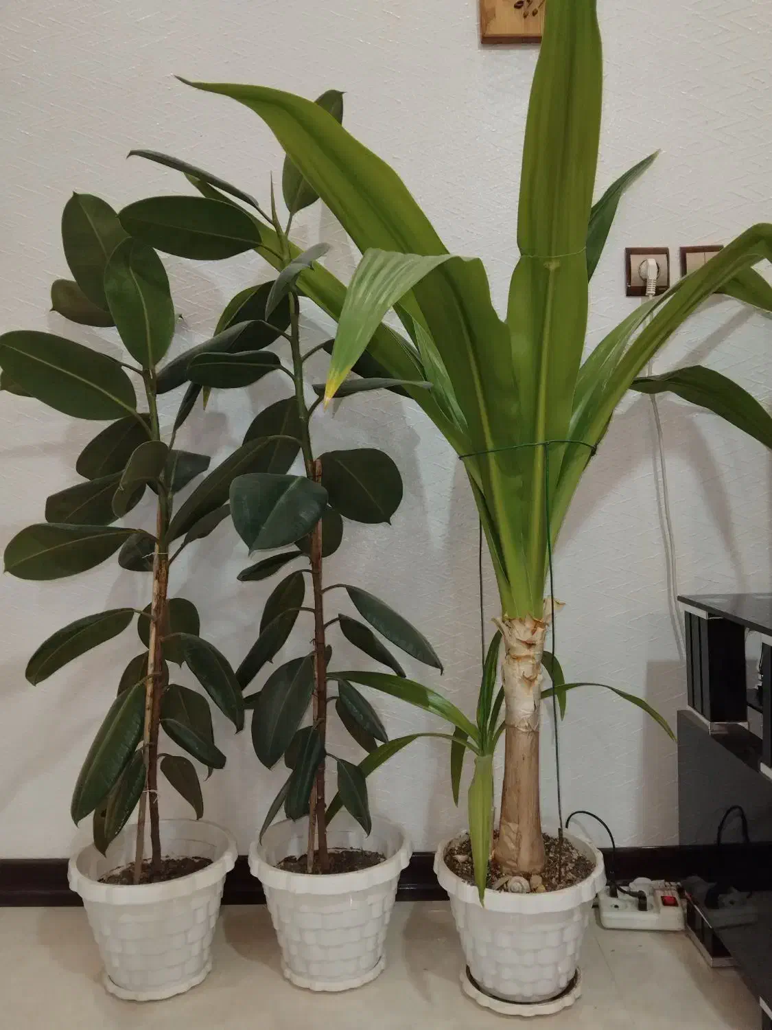 فروش گل آپارتمانی|گل و گیاه طبیعی|شاهینشهر, خانه کارگر|دیوار