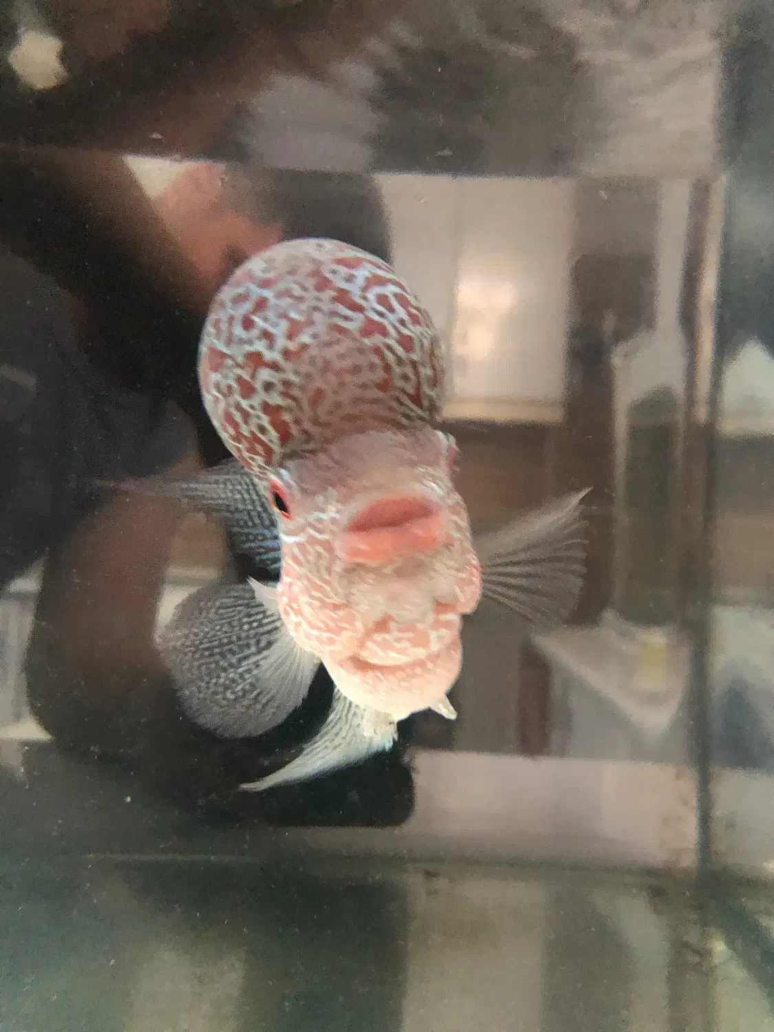 ماهی فلاور هورن درجه یک خارجی تایلندی|ماهی|خرمآباد, |دیوار