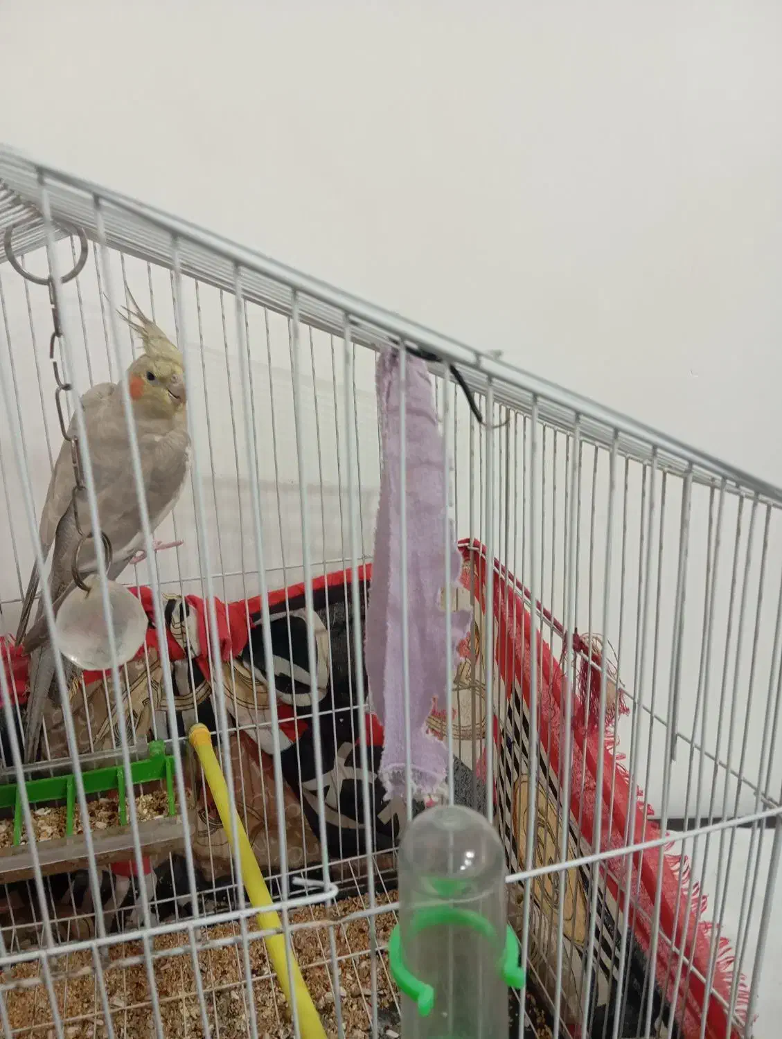 یک عدد عروس هلندی بفروش می رسد. اسم پیکو|پرنده|شفت, |دیوار