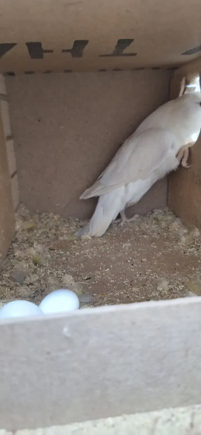 طوطی برزیلی با تخم و جوجه عروس هلندی|پرنده|بندرعباس, |دیوار