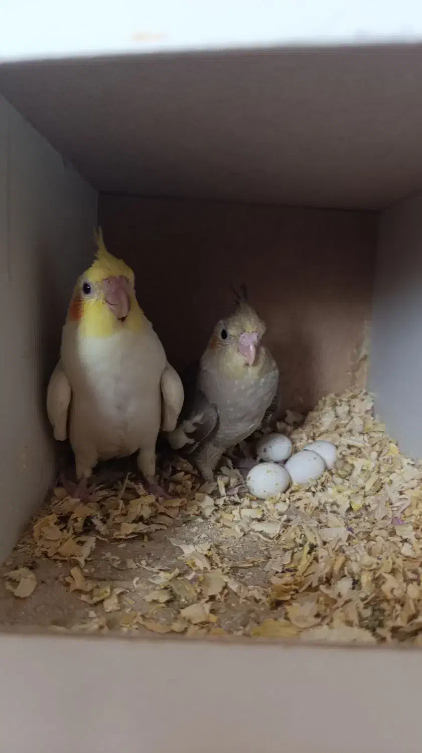 دو عدد جوجه عروس هلندی|پرنده|فردیس, شهرک شهید حسینی|دیوار