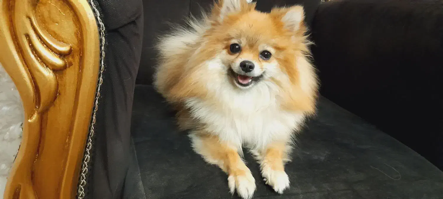 پامرین خرسی|سگ|تهران, محمودیه|دیوار