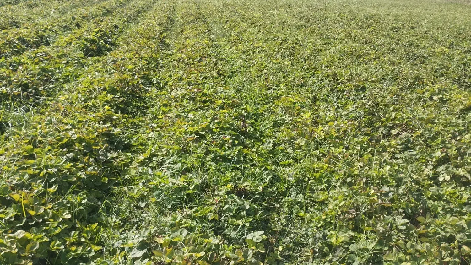 نهال توت فرنگی سابرینا و کاماروس|گل و گیاه طبیعی|مزرعه کتول, |دیوار