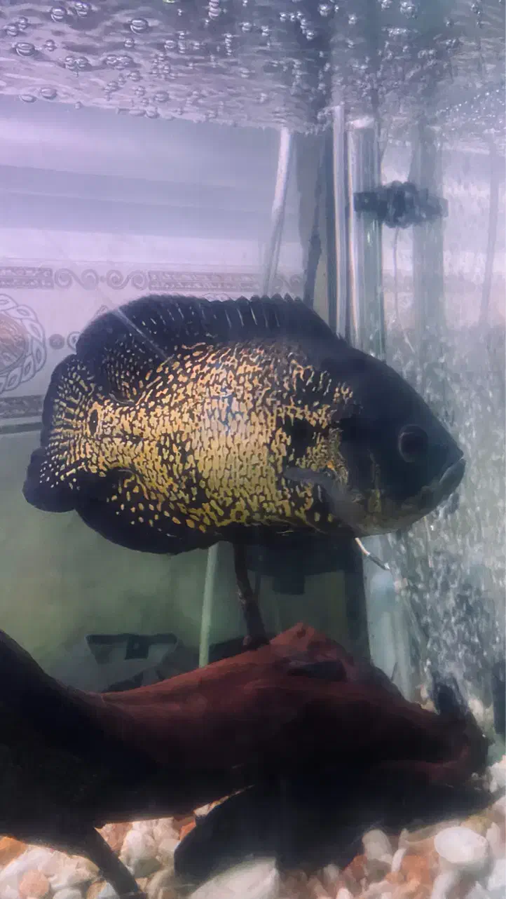 ماهی|ماهی|بندرعباس, |دیوار