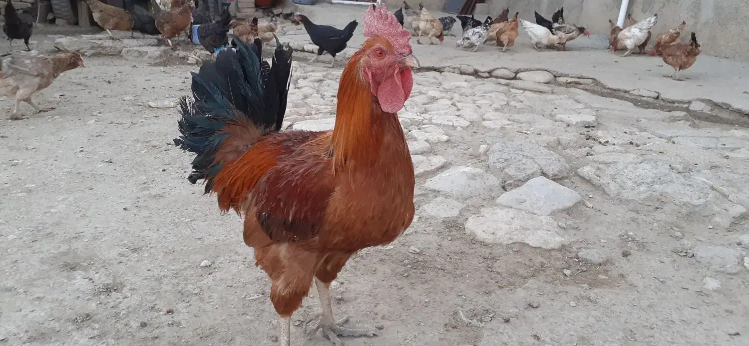 خروس محلی|حیوانات مزرعه|اسلام‌‌آباد غرب, |دیوار