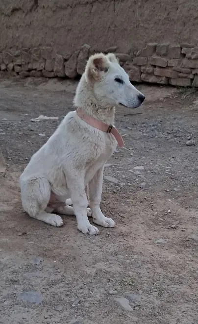 سگ نگهبان|سگ|قوچان, |دیوار
