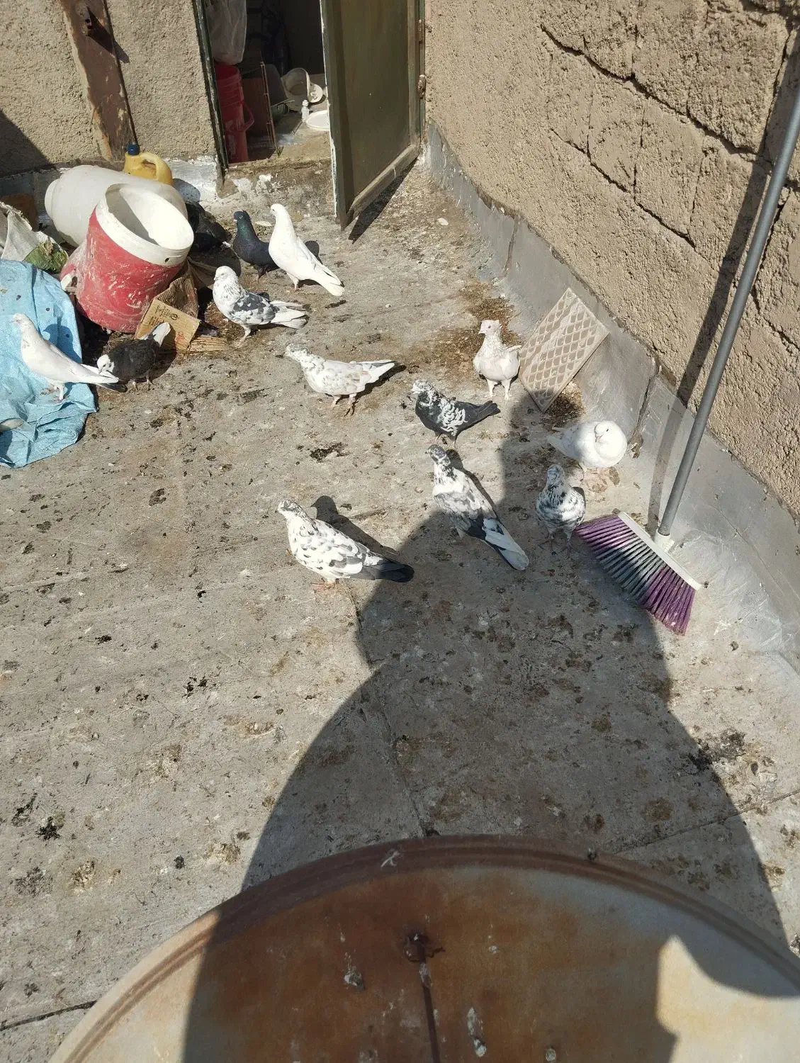 تعدادی غریب گیری پرشی|پرنده|پاکدشت, پاکدشت (مامازند)|دیوار