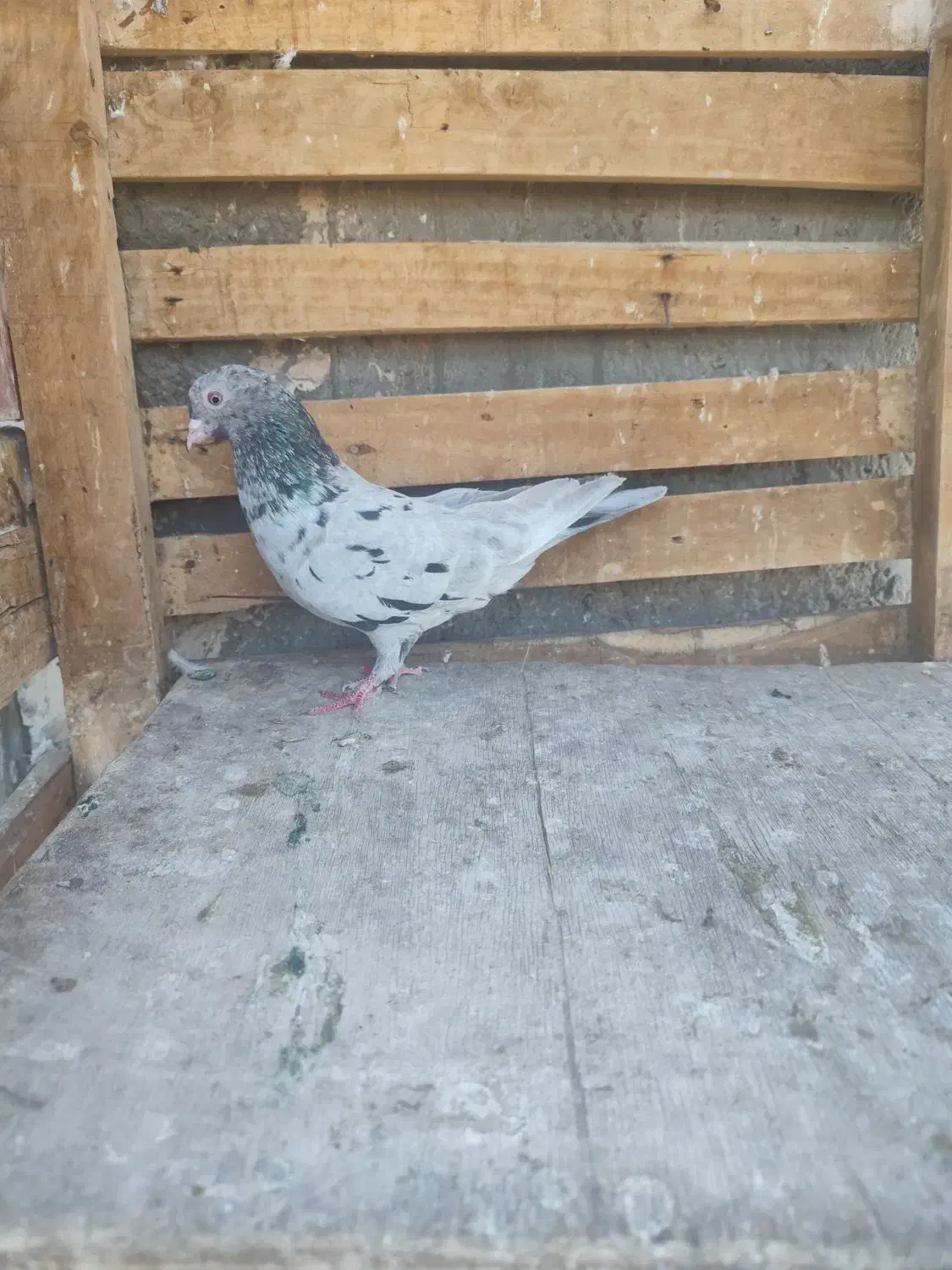 کبوتر|پرنده|بم, |دیوار