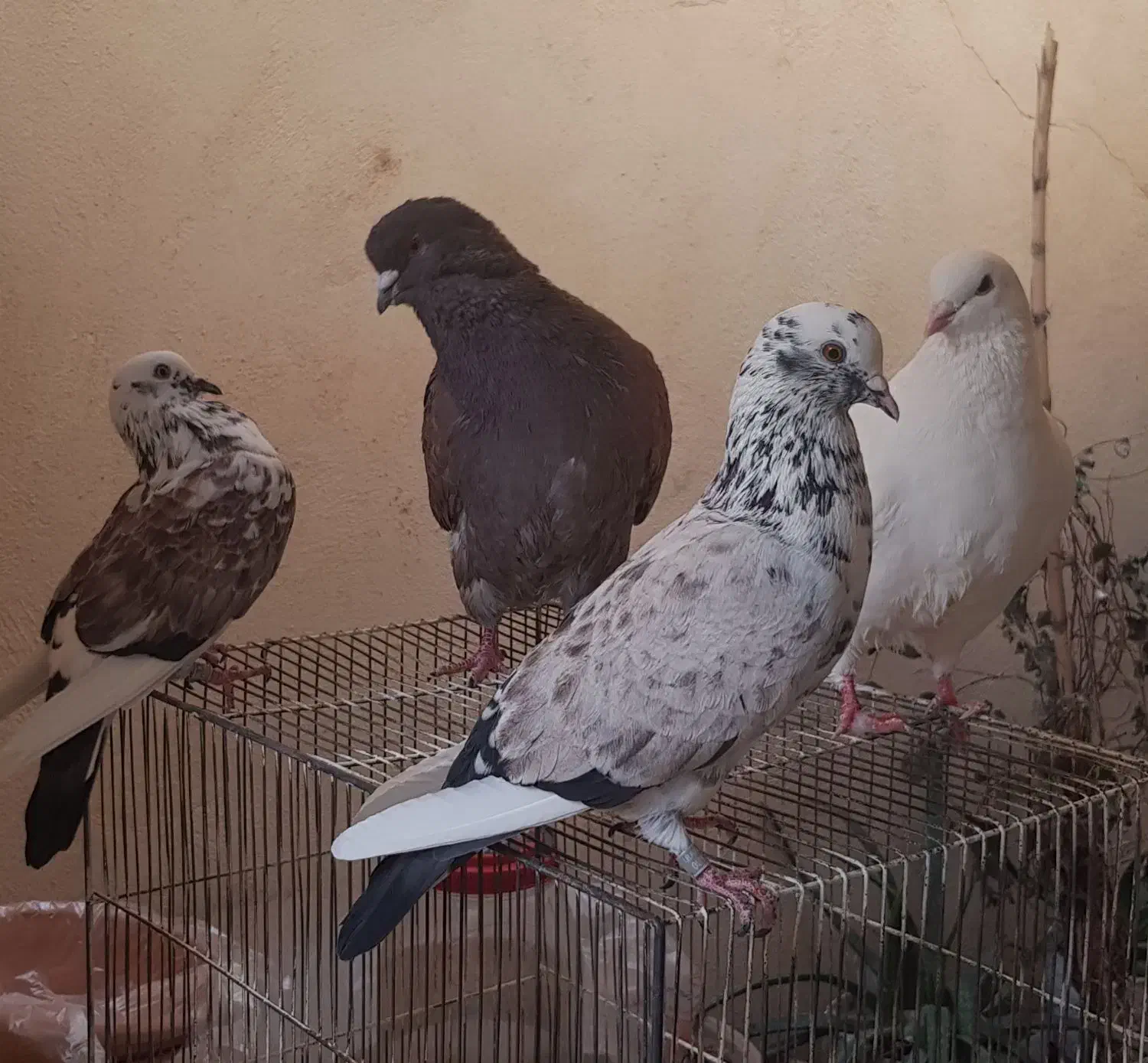 کبوتر کینگ‌شاهی غول|پرنده|قم, باجک یک|دیوار