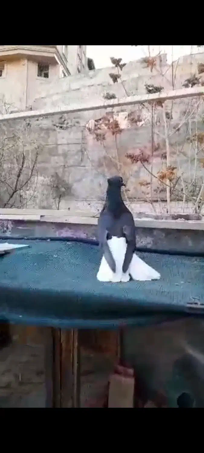 دم سفید|پرنده|رامند, |دیوار