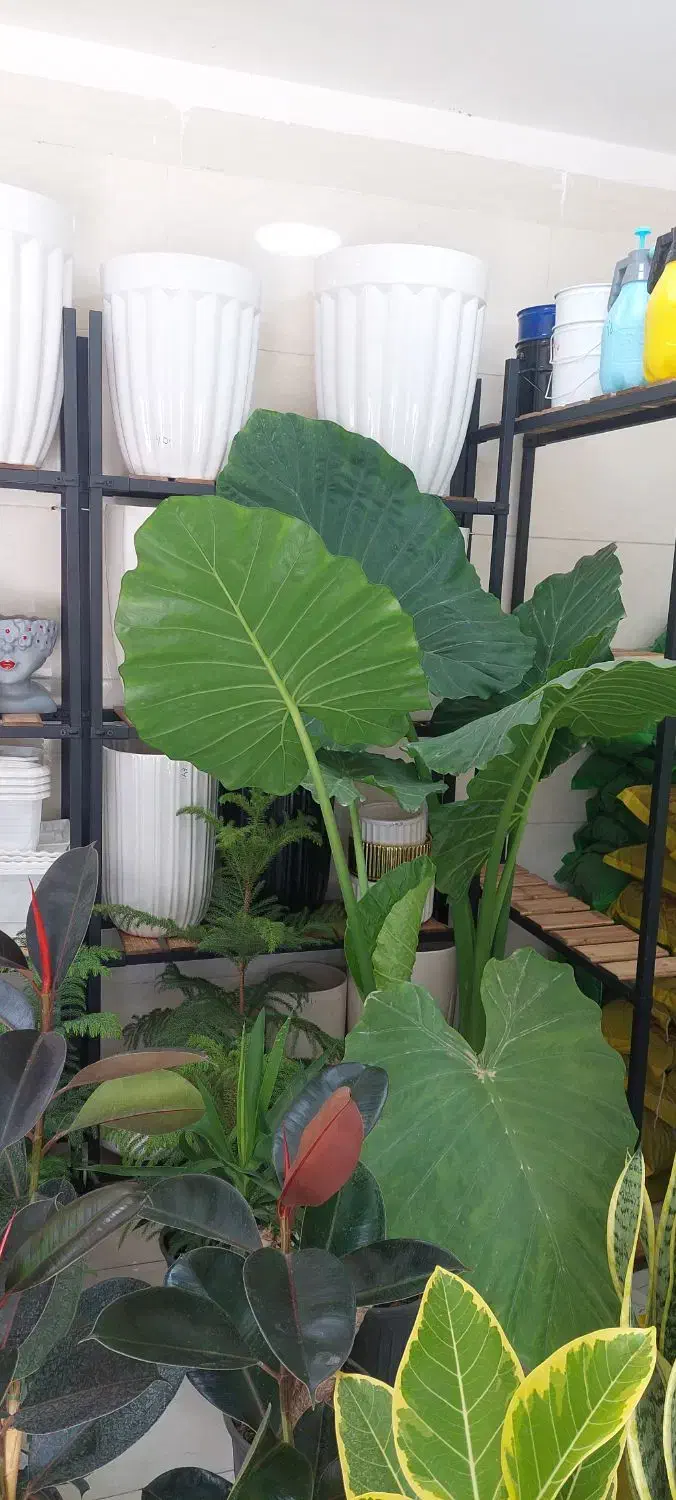 گلهای آپارتمانی|گل و گیاه طبیعی|کرمانشاه, |دیوار