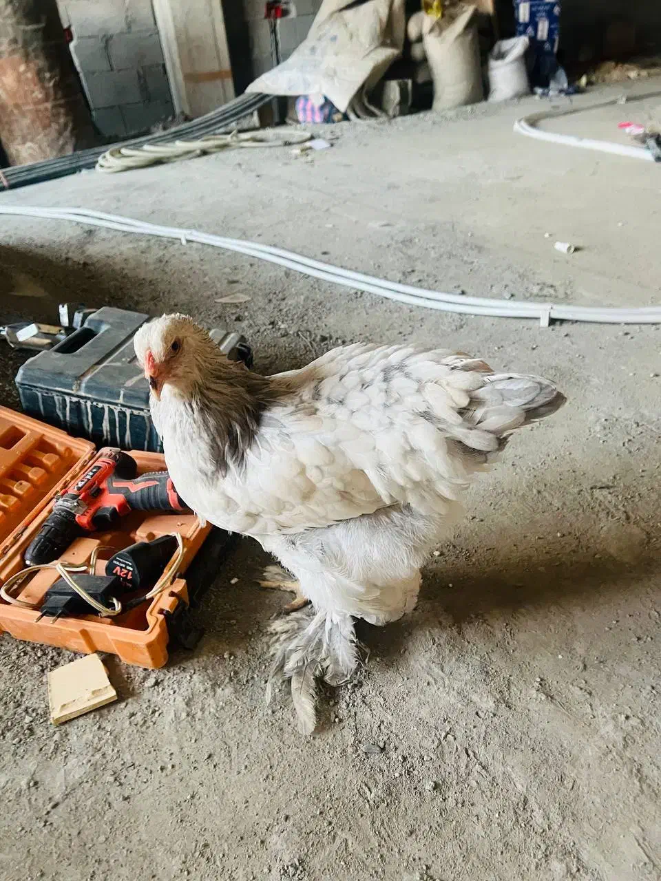 مرغ نژاد اصیل براهما بلو لایت ۶ ماه و نیم|حیوانات مزرعه|بانه, |دیوار