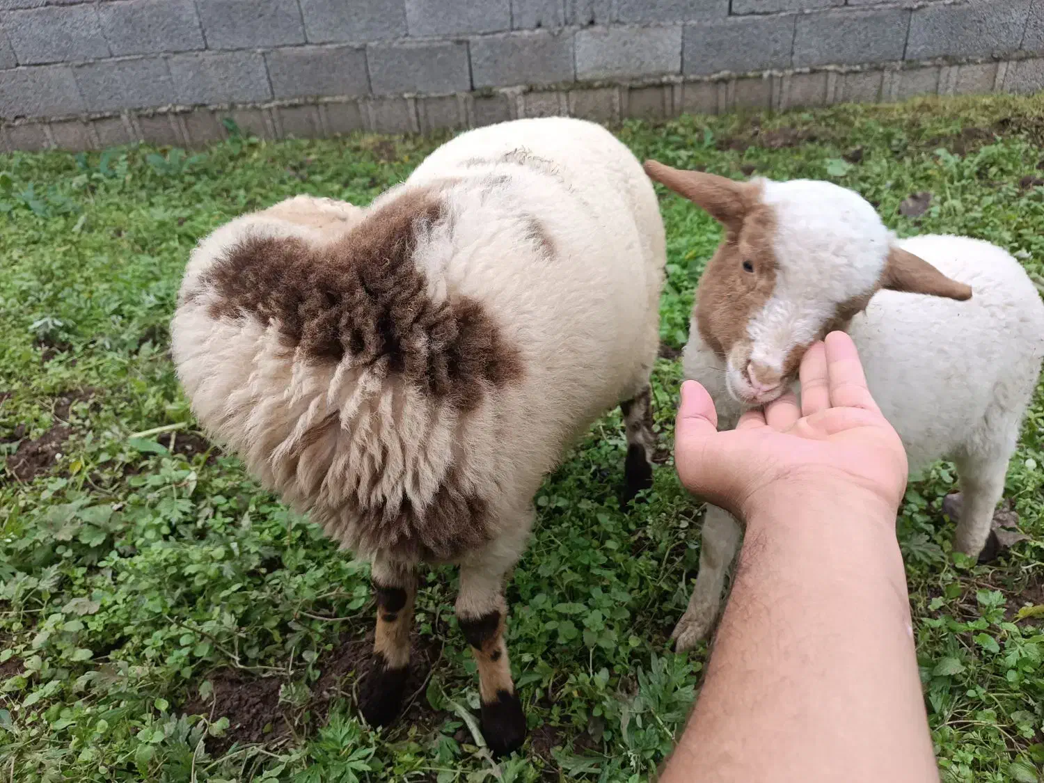 گوسفند|حیوانات مزرعه|گوراب زرمیخ, |دیوار