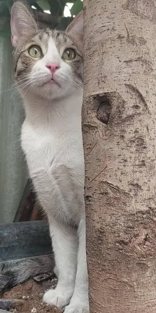 گربه|گربه|تهران, علم و صنعت|دیوار