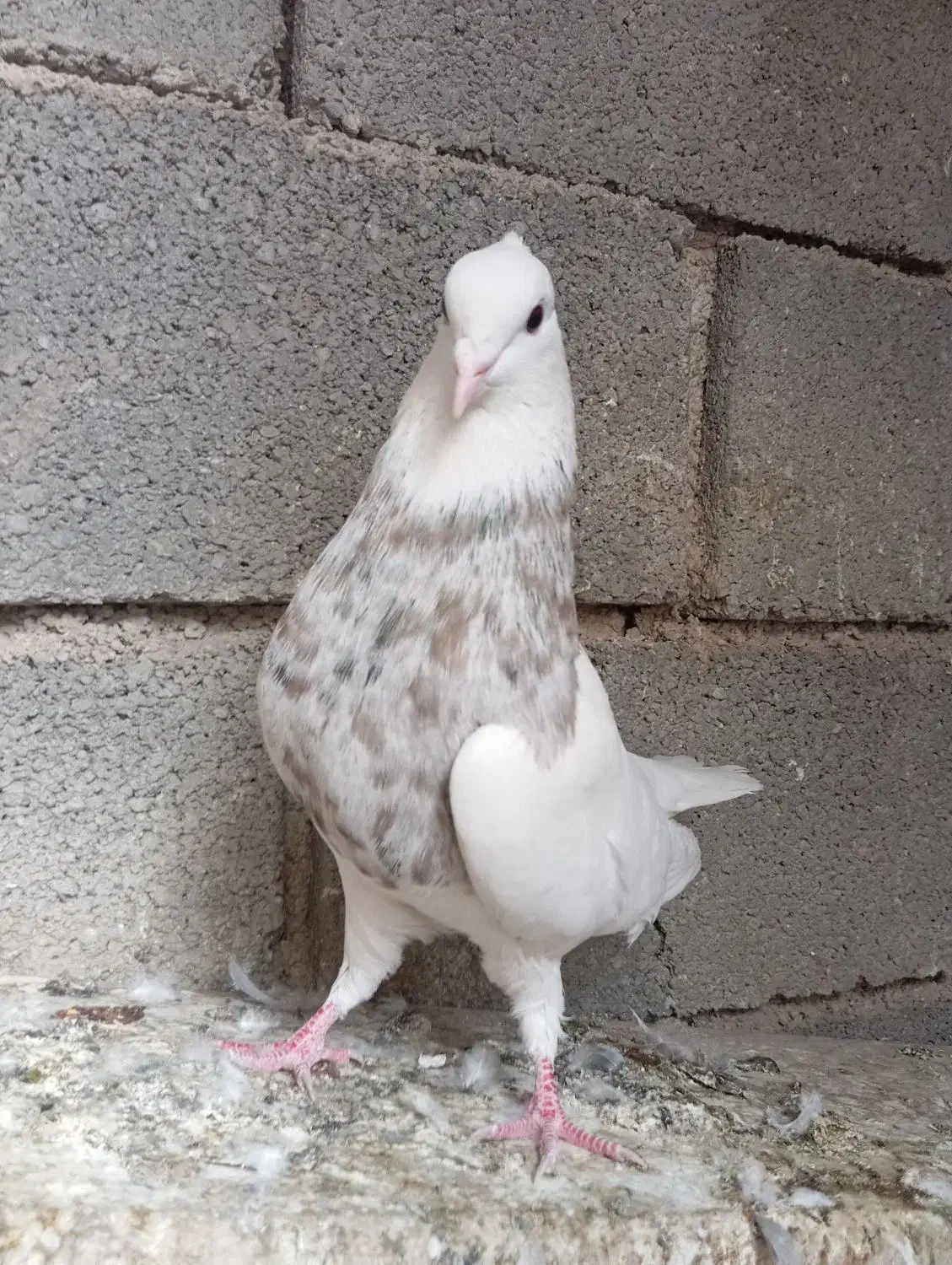 کبوتر طوقی|پرنده|یاسوج, |دیوار