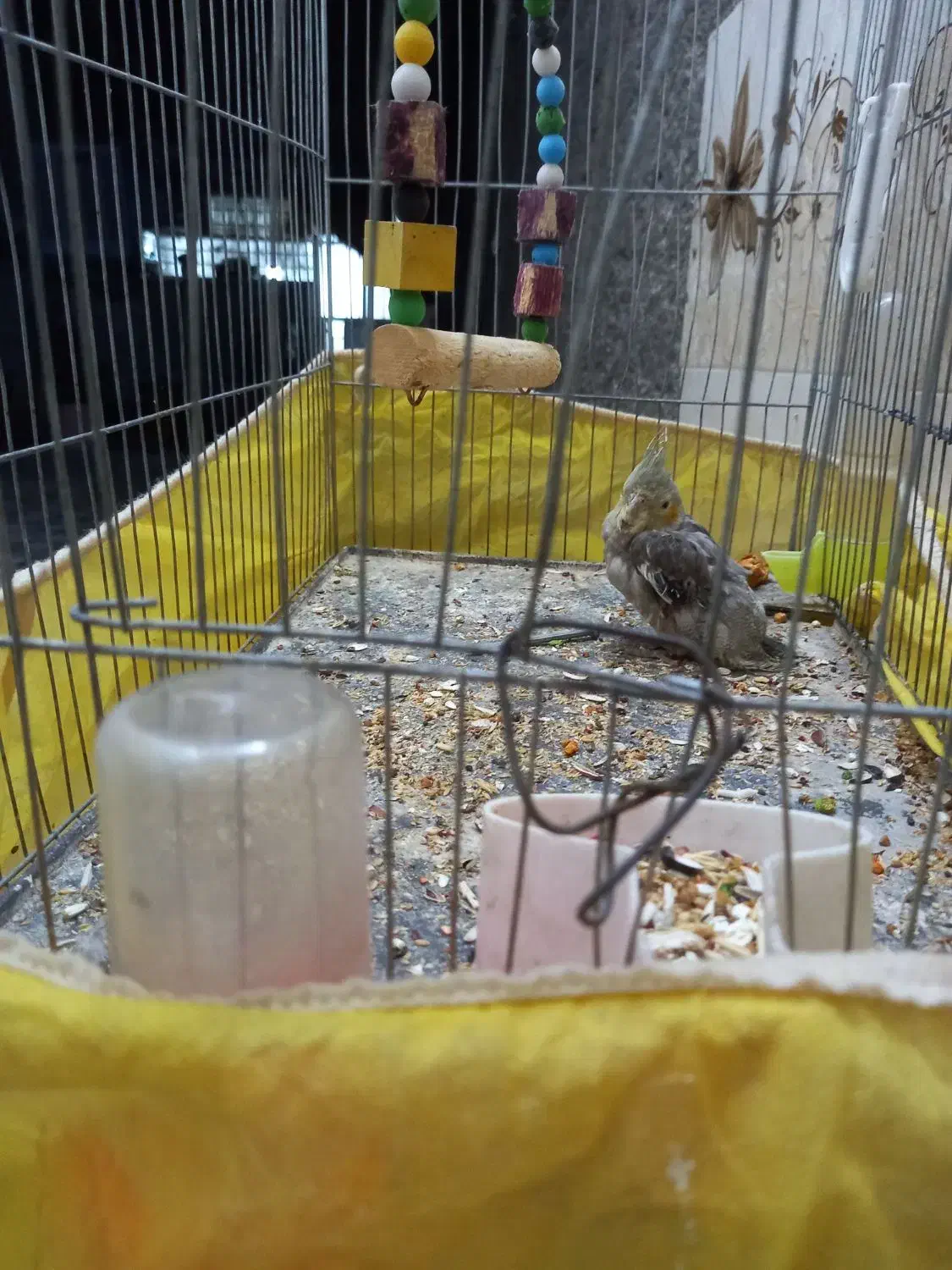 جوجه عروس هلندی نر دونه خور وانت تلفنی شبانه روزی|پرنده|کرمان, |دیوار