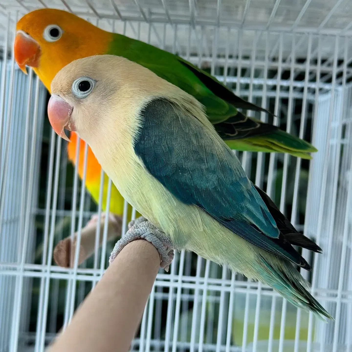 طوطی لاو برد|پرنده|چرام, |دیوار