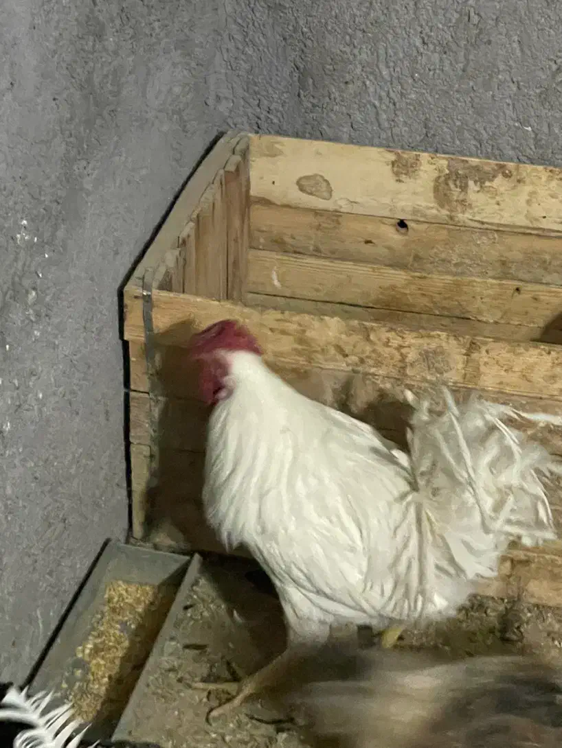 خروس بومی|حیوانات مزرعه|خمینیشهر, |دیوار