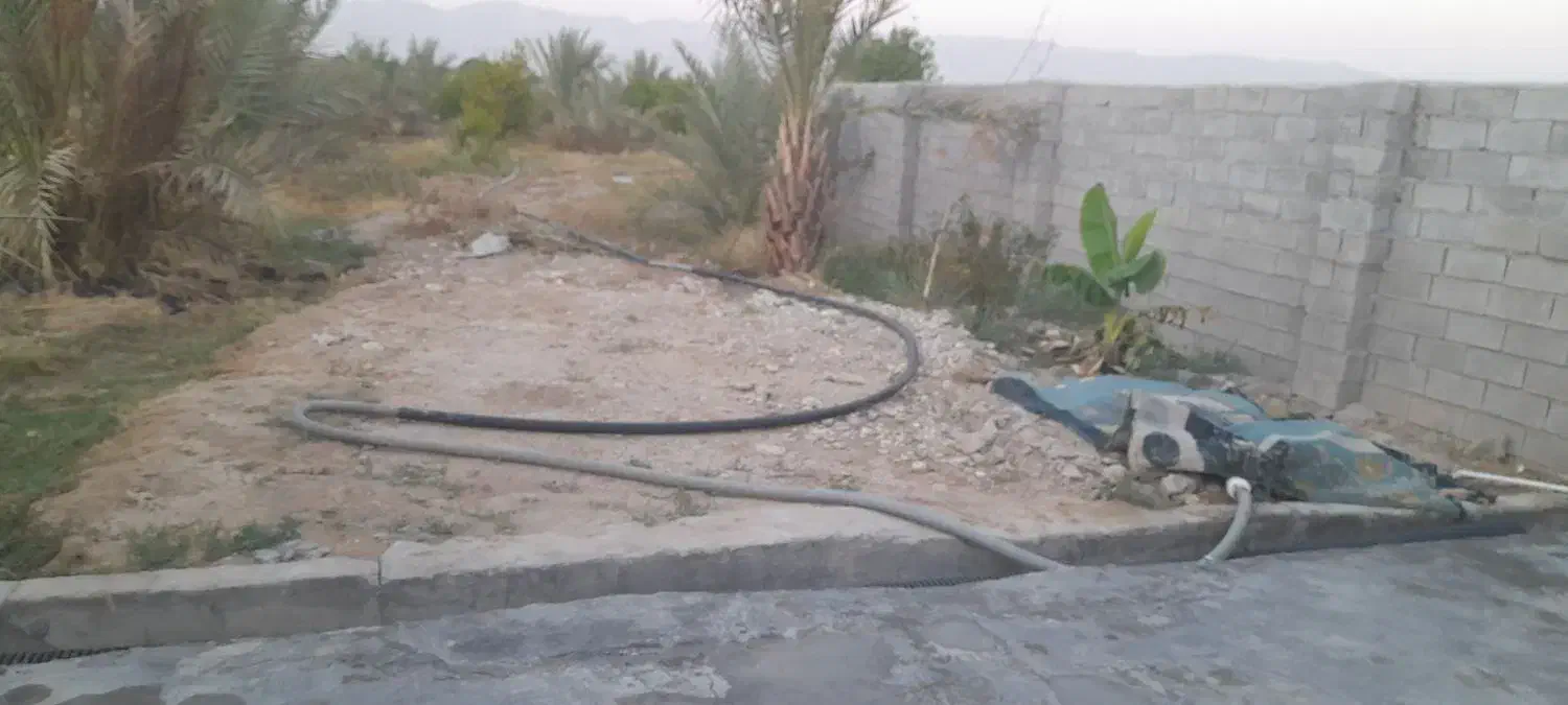 پیاز گل نرگس|گل و گیاه طبیعی|بهبهان, |دیوار