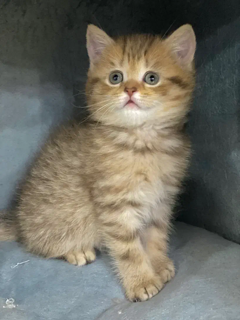 گربه بریتیش نر|گربه|بندرعباس, |دیوار