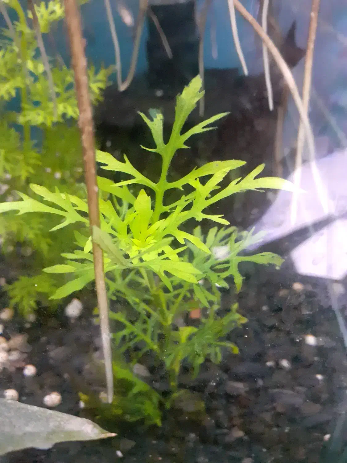 گیاه آکواریومی|ماهی|گرگان, |دیوار