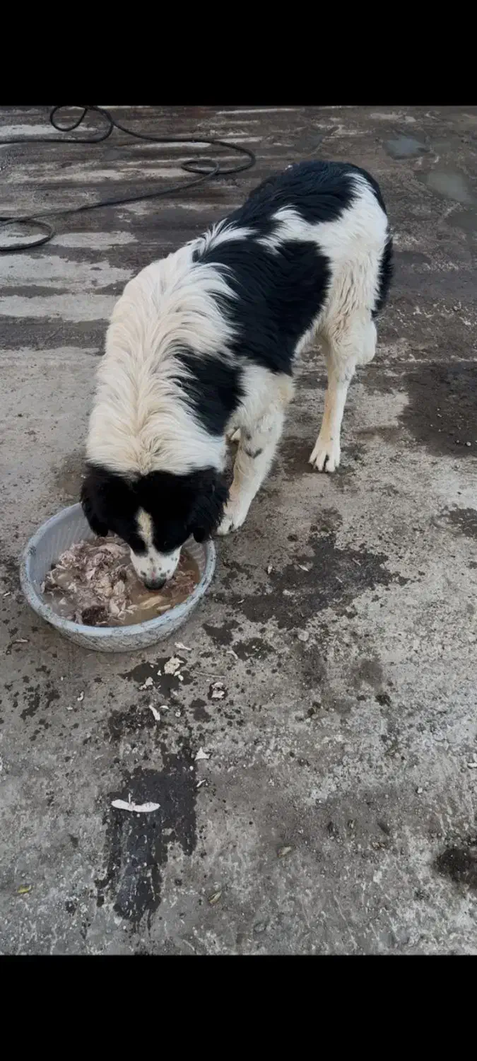 سگ قهره جانی گمشده|حیوانات|صومعه‌سرا, |دیوار