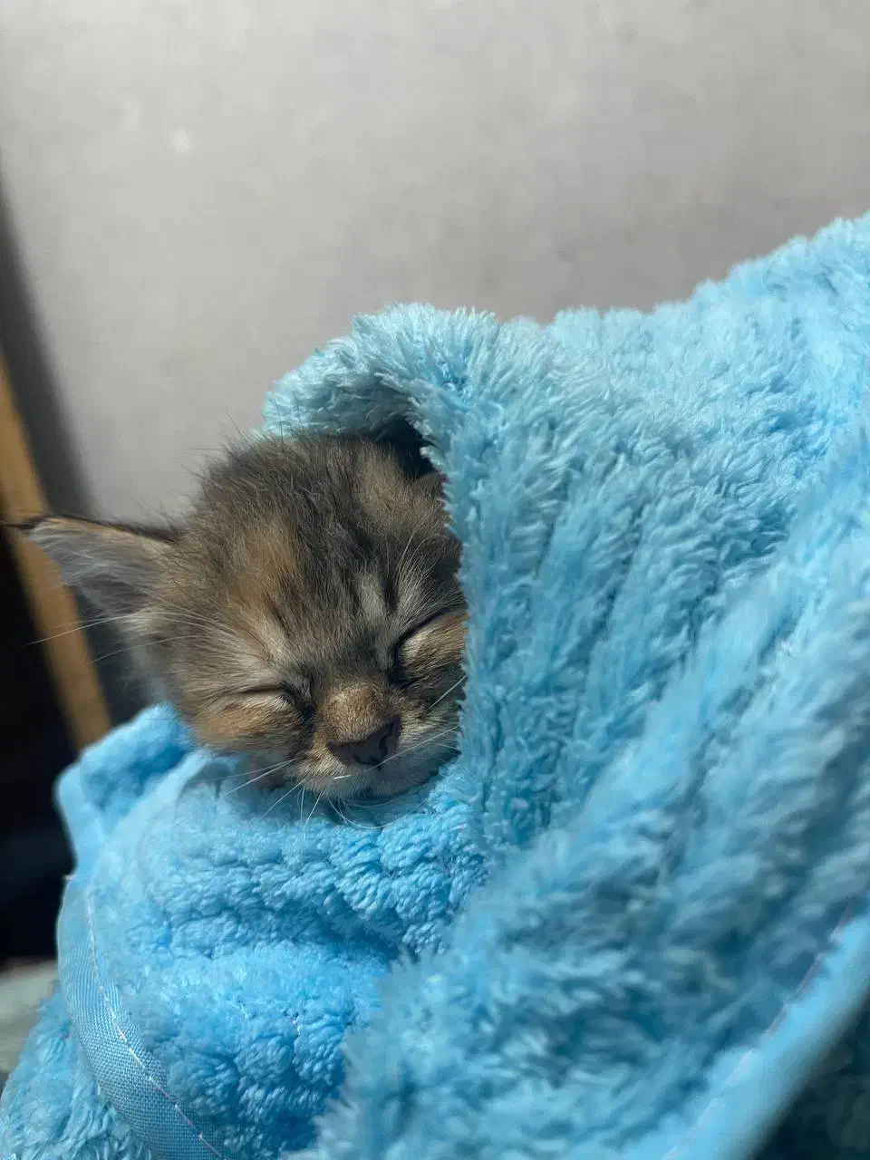 یک عدد بچه گربه دو ماهه|گربه|ری, شهادت|دیوار