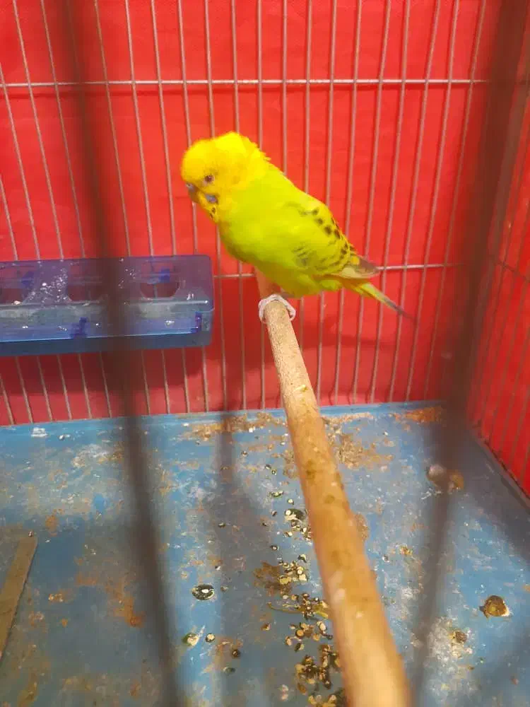 یک جفت مرغ عشق مولد|پرنده|شیراز, شهرک والفجر|دیوار