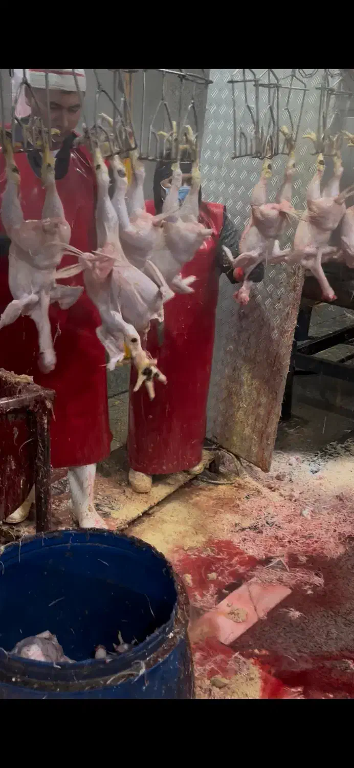 استخدام بی خس کار‌حرفه ای با حقوق بالا در کشتارگاه|استخدام خدمات فروشگاه و رستوران|شهریار, رضی آباد پایین|دیوار