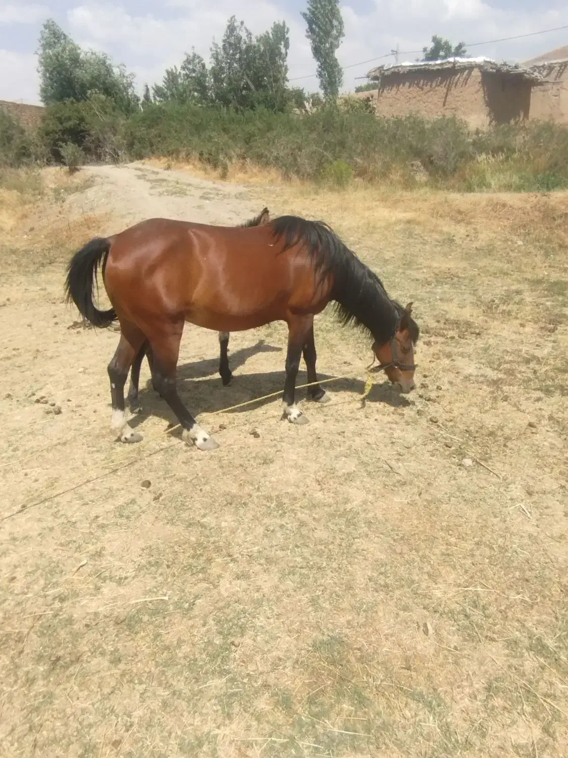 اسب|اسب و تجهیزات اسب‌سواری|ماهنشان, |دیوار