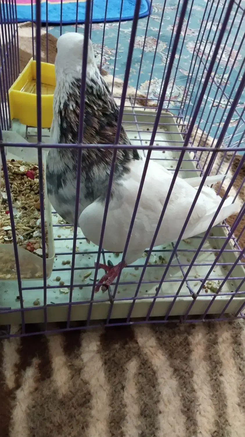 سلام‌طوقی‌هفت‌رنگ‌سرور‌سالم‌|پرنده|قم, نخودی|دیوار