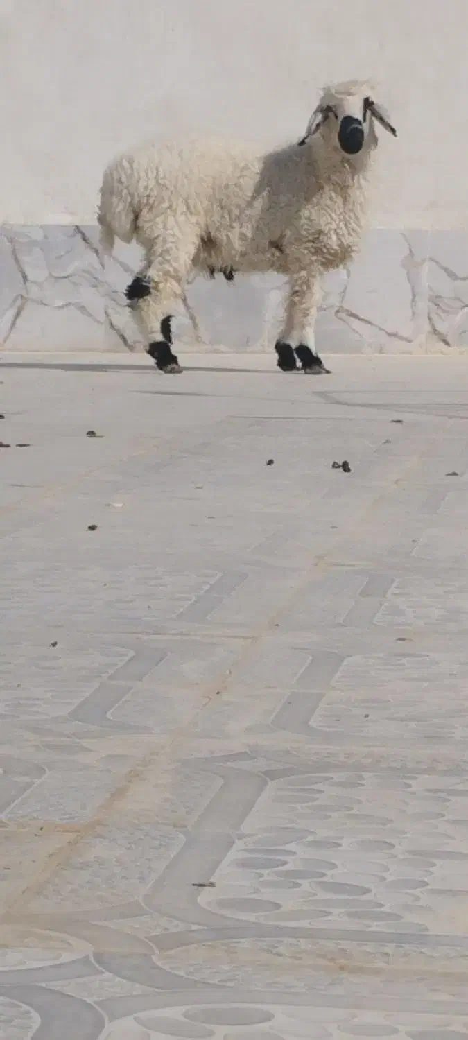 برهنر|حیوانات مزرعه|هامون, |دیوار