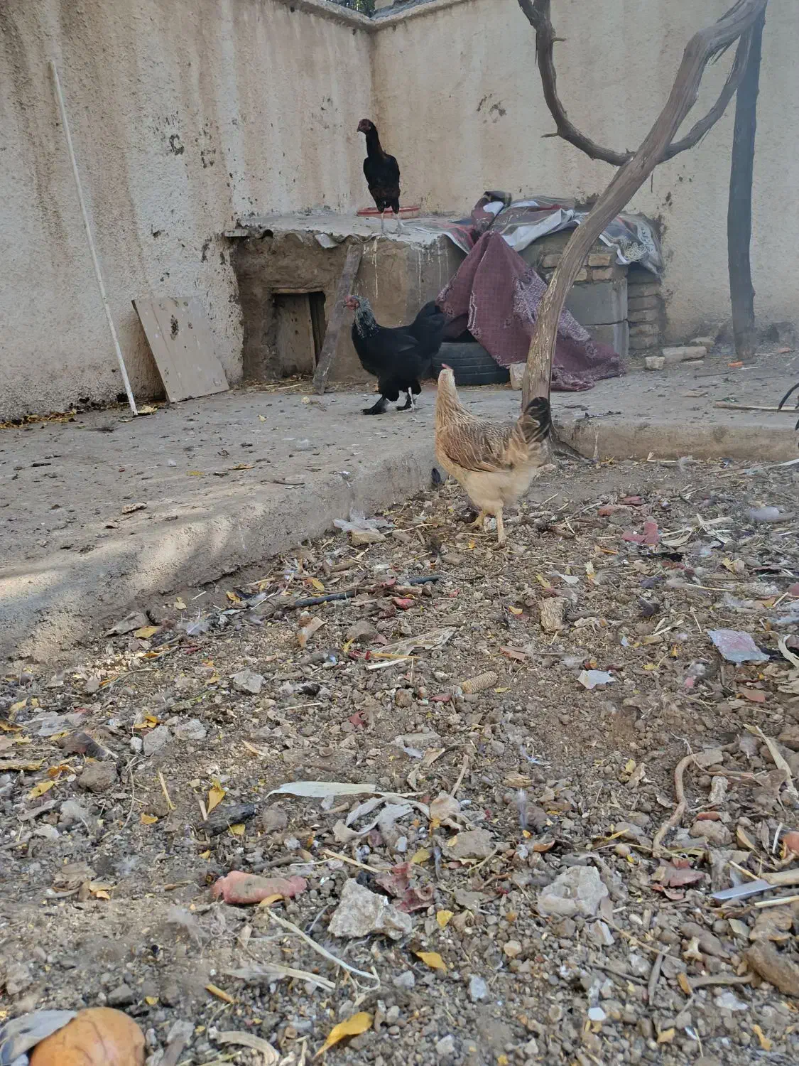 مرغ تخم گذار و کرچی|حیوانات مزرعه|سبزوار, امیر کبیر|دیوار