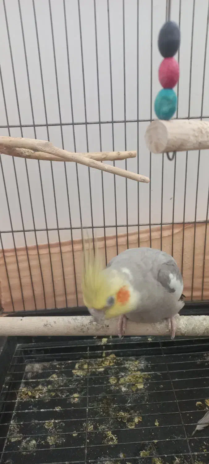 فروش پرنده|پرنده|گرمسار, |دیوار