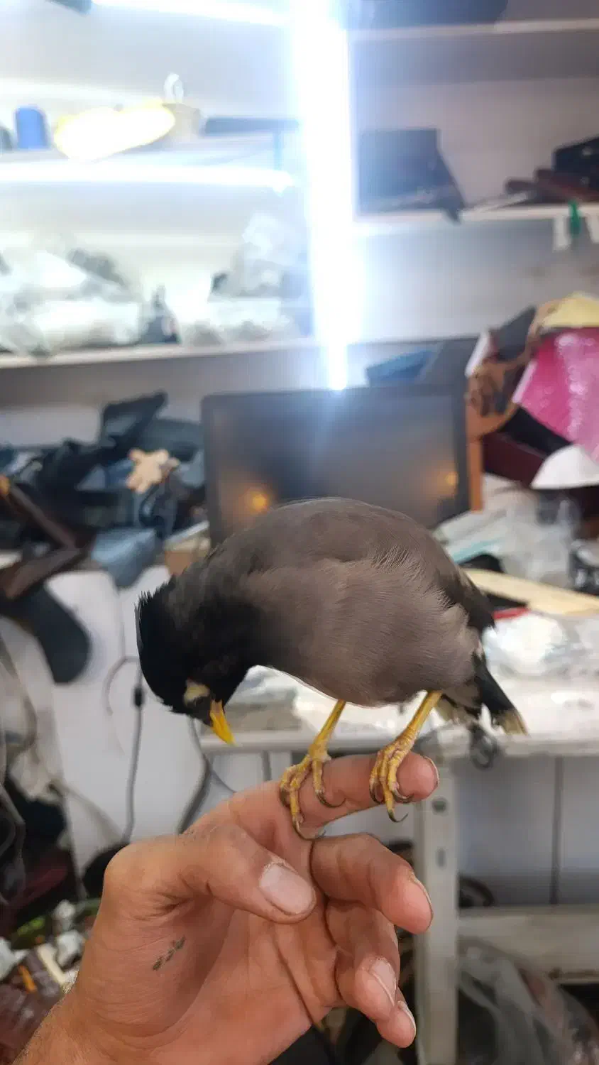 مرغ مینا|پرنده|پاکدشت, پاکدشت (مامازند)|دیوار