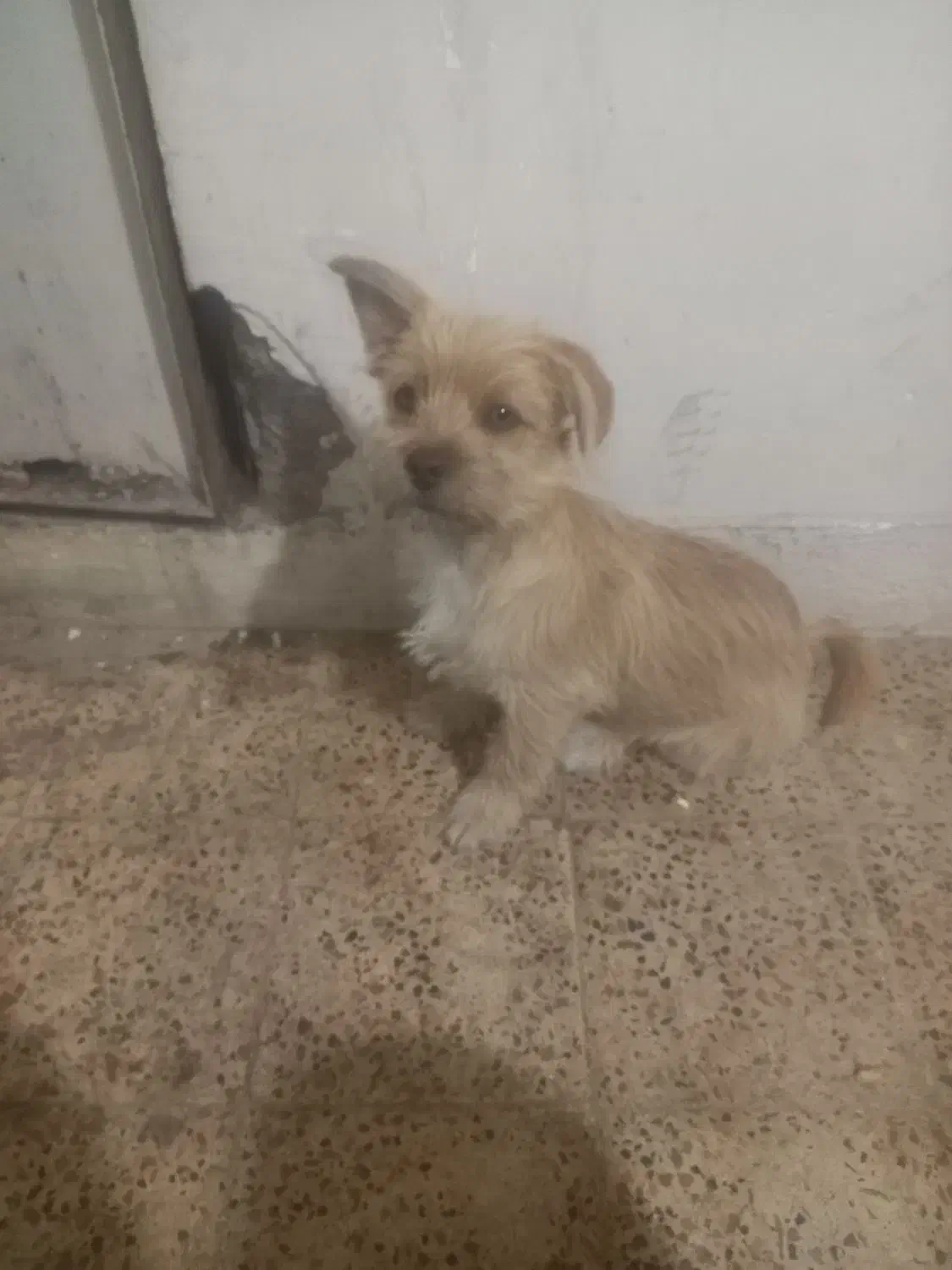 پاکوتاه اشپیتز دوماهه|سگ|گرگان, |دیوار