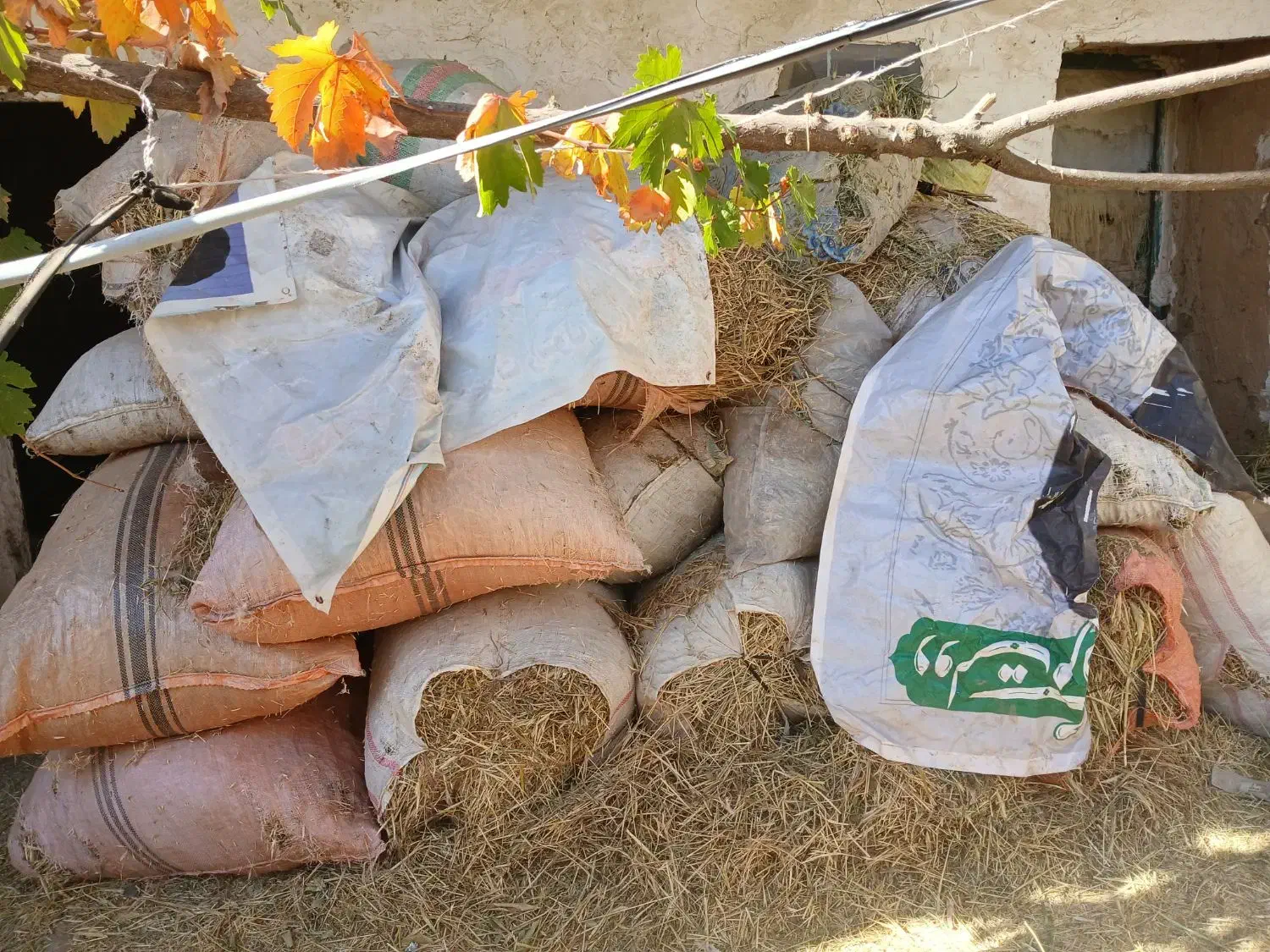 گیاه برای دامدار|حیوانات مزرعه|فیروزآباد (لرستان), |دیوار