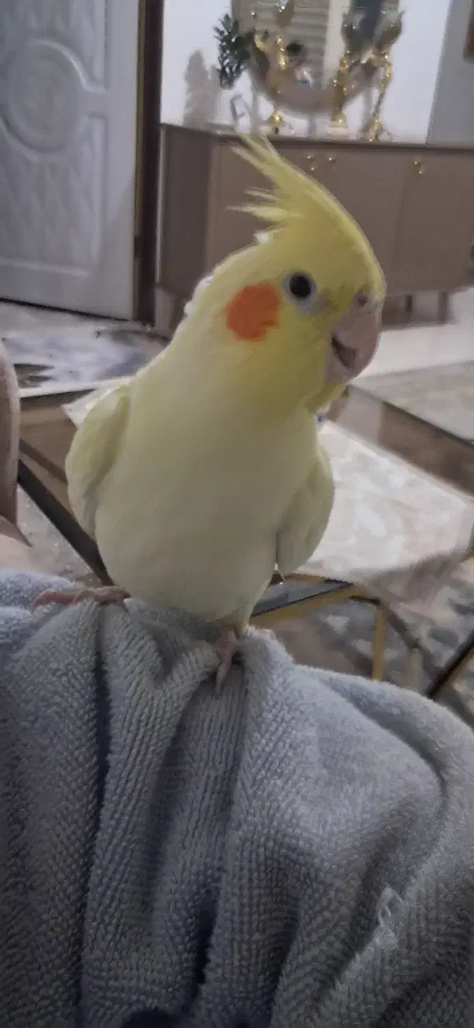 عروس هلندی|پرنده|شاهدشهر, |دیوار