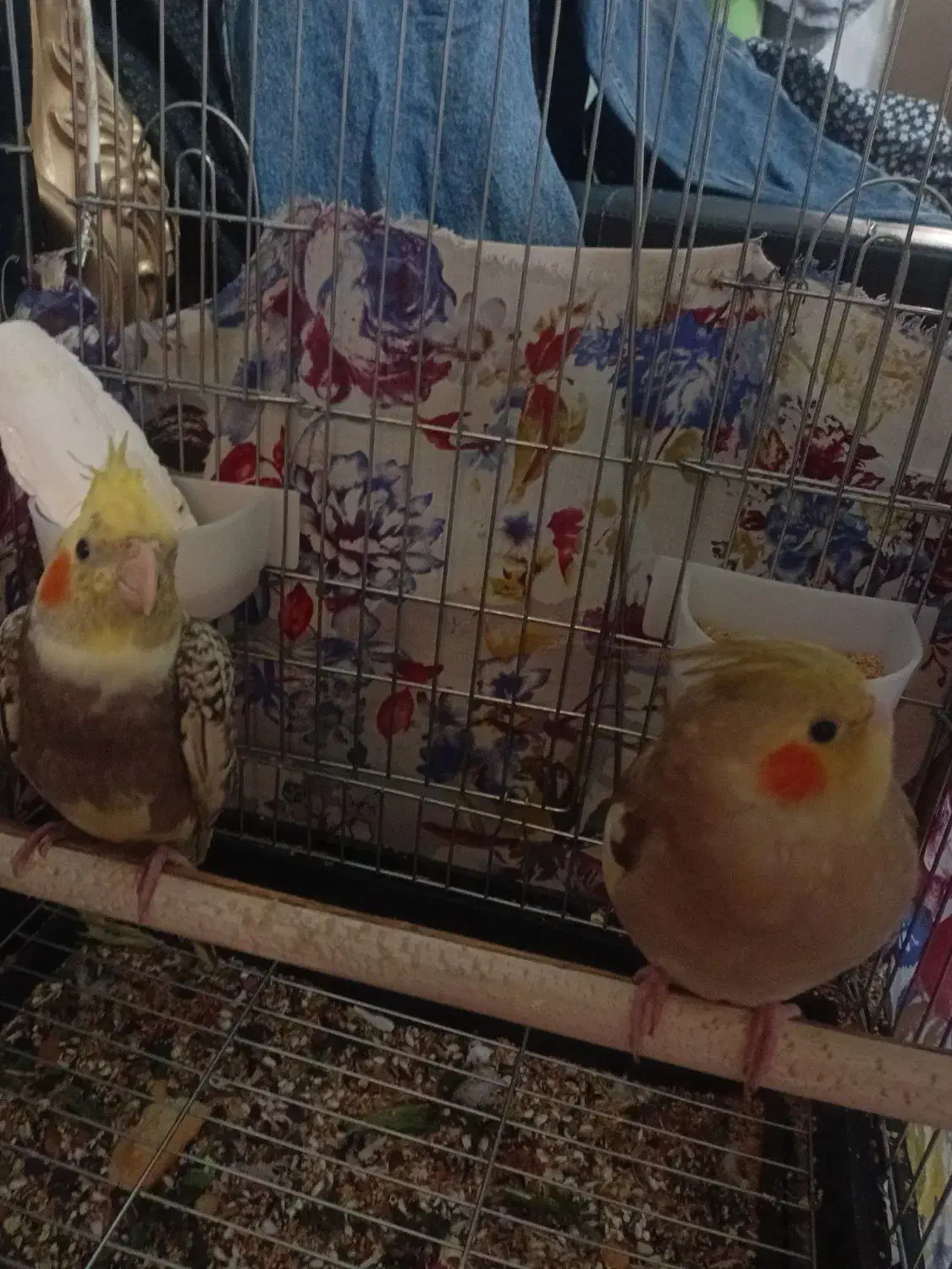 عروس هولندی|پرنده|نظرآباد, نظرآباد|دیوار