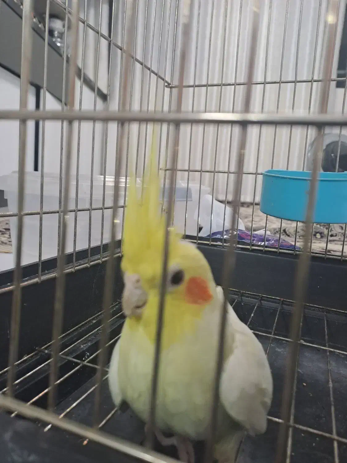 عروس هلندی نر اماده|پرنده|تهران, مشیریه|دیوار