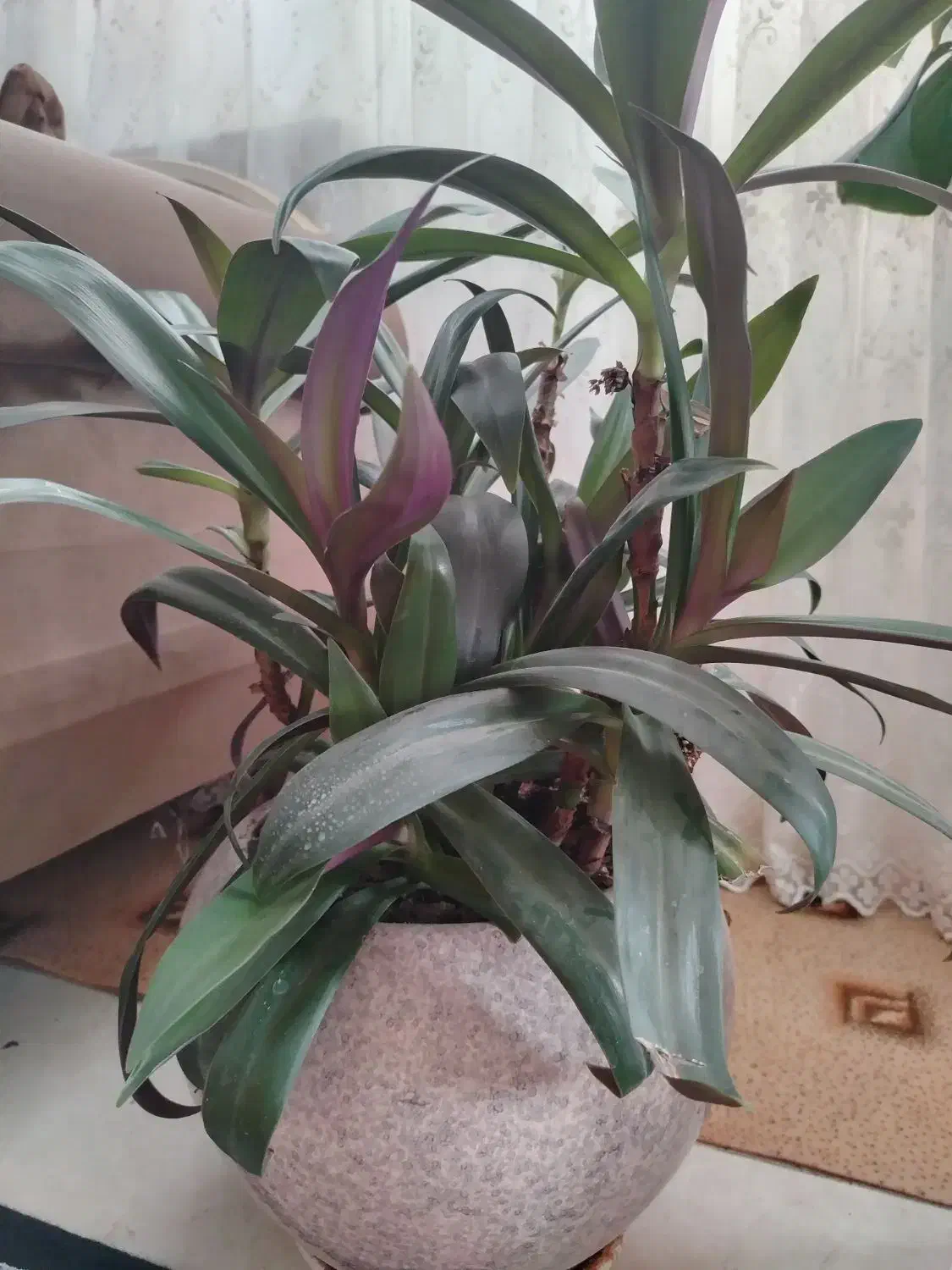 گیاه زیبا و بزرگ|گل و گیاه طبیعی|بیرجند, |دیوار