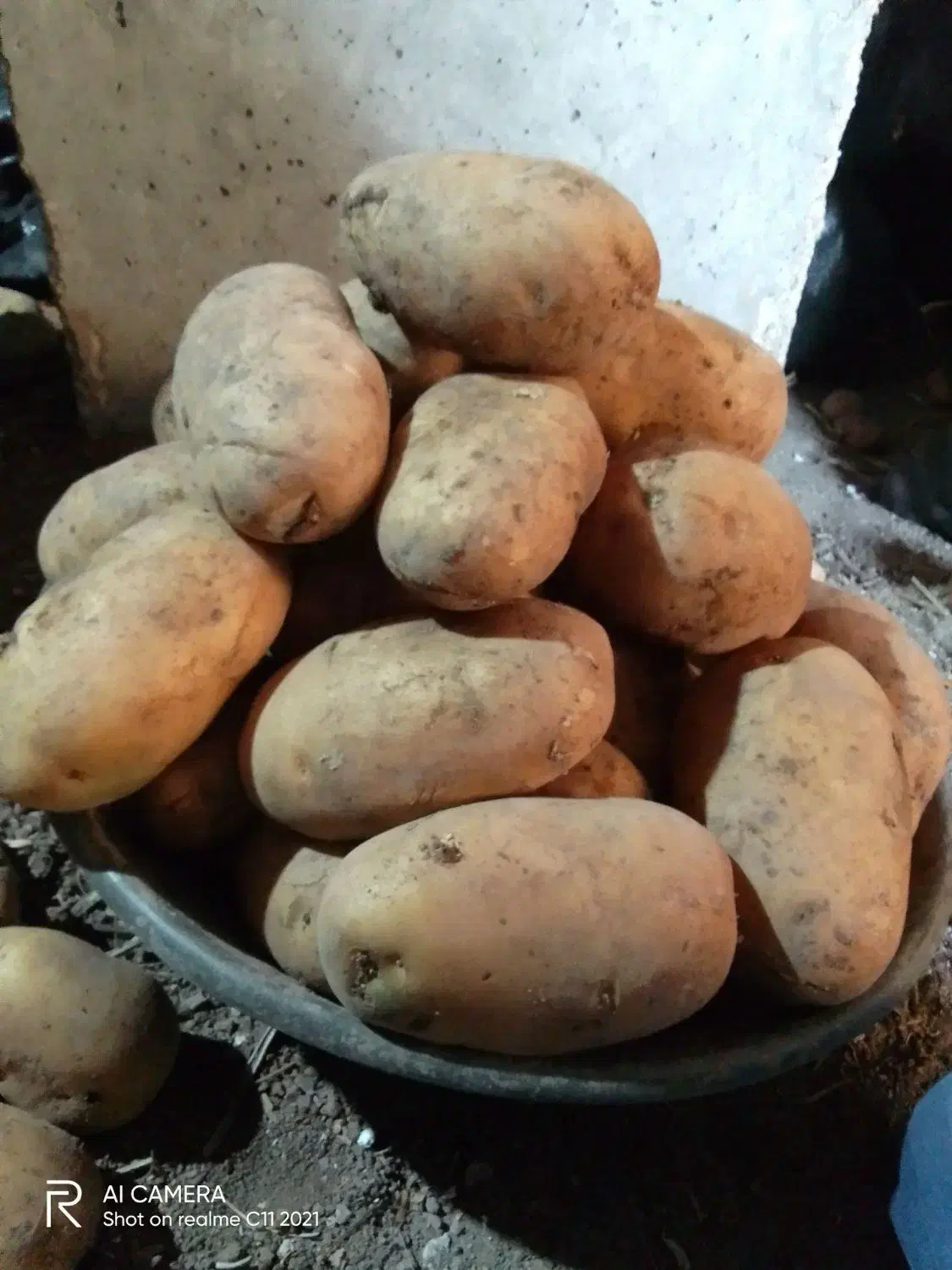 سیب زمینی درشت مخصوص فست فود|خوردنی و آشامیدنی|تهران, جوادیه|دیوار