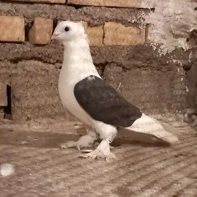 نر دوکتی|پرنده|دزفول, |دیوار