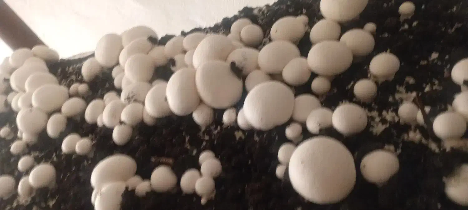 قارچ دکمه ایی|خوردنی و آشامیدنی|شیراز, عادل آباد|دیوار