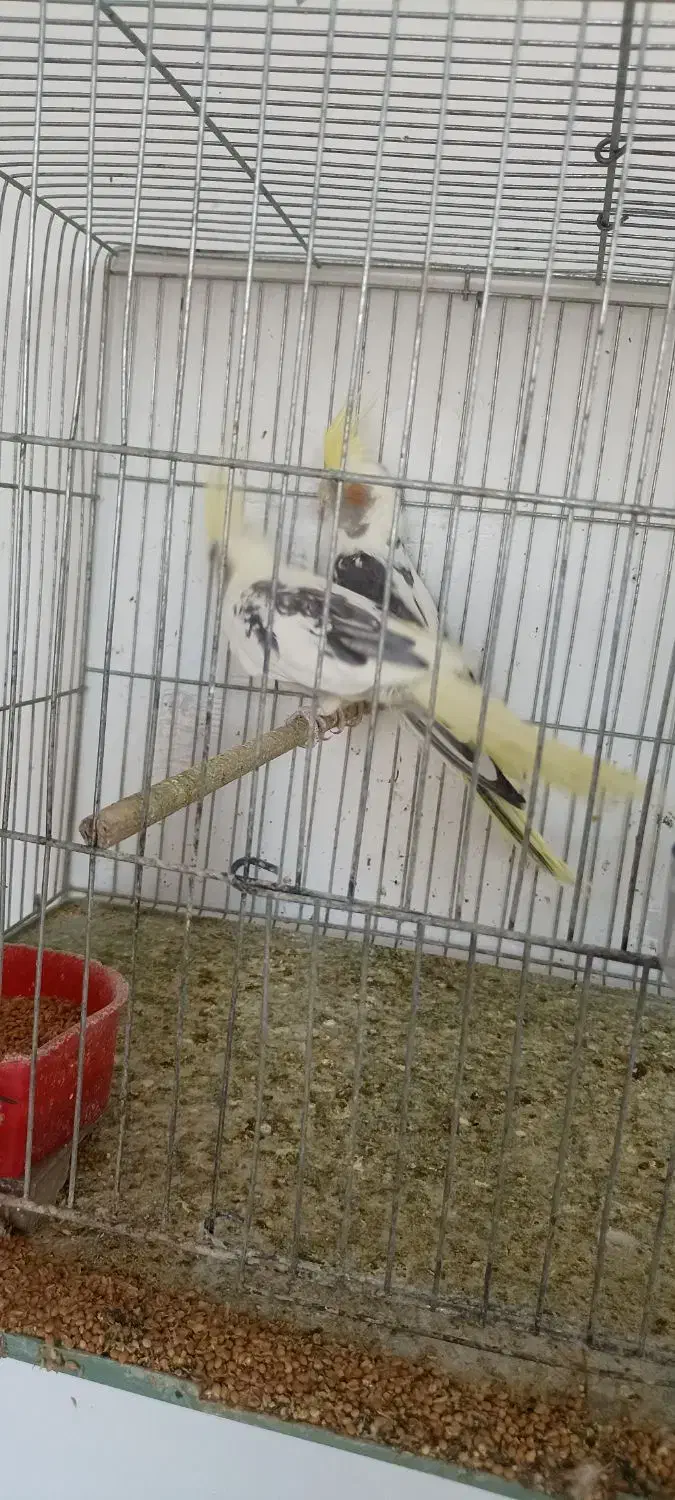 طوطی عروس|پرنده|میانه, |دیوار